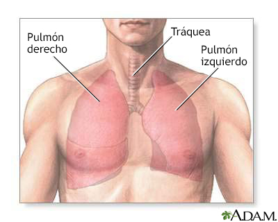 Anatomía del pulmón normal