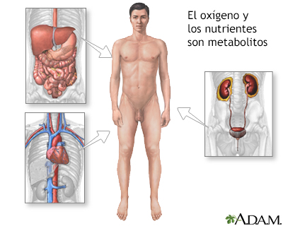 Metabolito