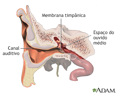 Anatomia normal