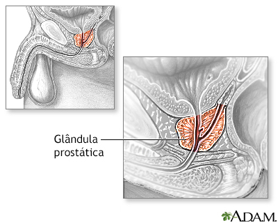 Anatomia normal