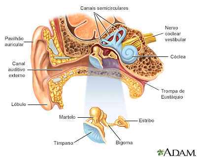 Anatomia do ouvido