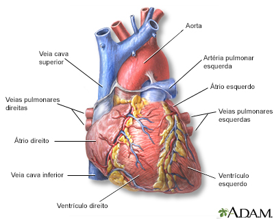 Coração, vista frontal