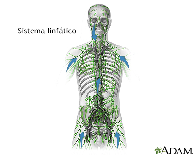 Sistema linfático