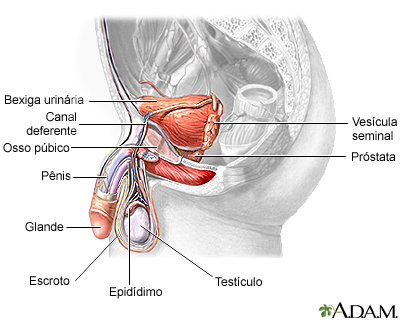 Anatomia do sistema reprodutor masculino