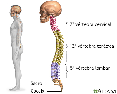 Coluna vertebral