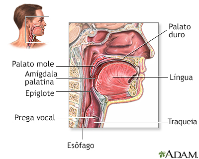 Anatomia da garganta