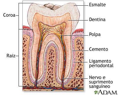 Anatomia dentária