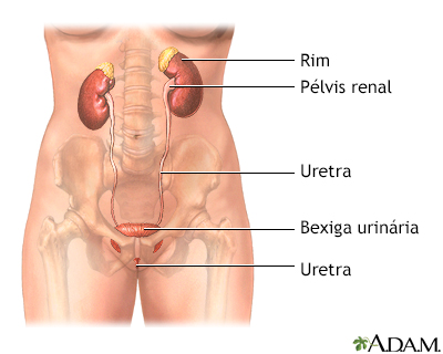 Trato urinário feminino