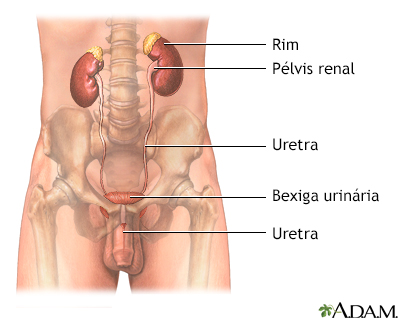 Trato urinário masculino