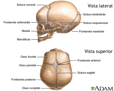 Crânio de recém-nascido