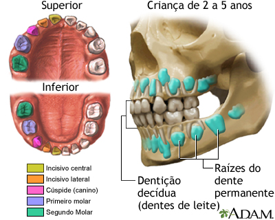 Desenvolvimento dos dentes dos bebês