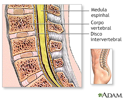 Anatomia normal