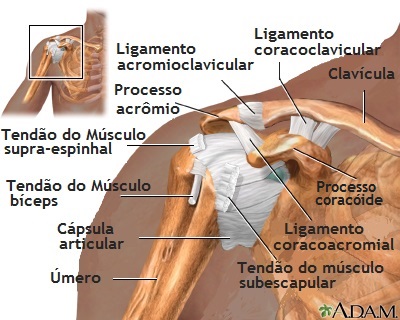 Anatomia normal