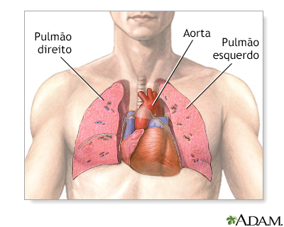 Transplante de coração e pulmão - série - Anatomia normal