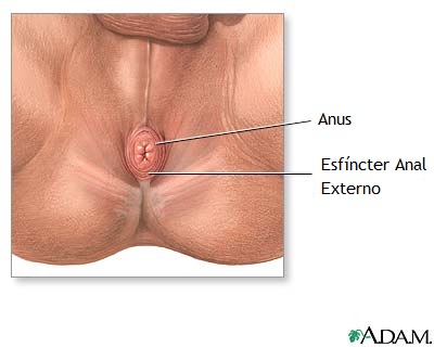 Anatomia normal