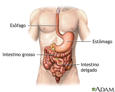 Anatomia normal