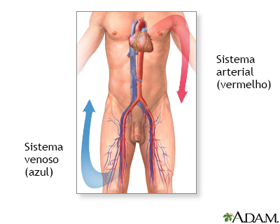 Anatomia normal