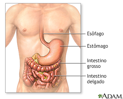 Anatomia normal