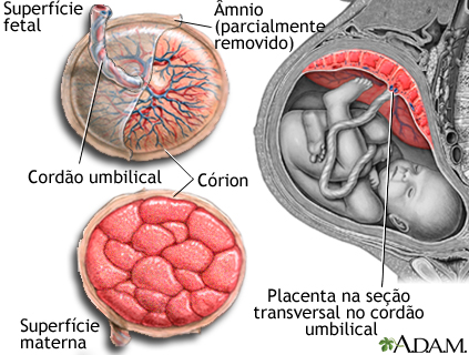 Anatomia de uma placenta normal