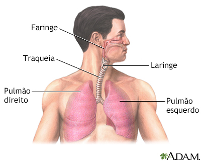 Anatomia do pulmão normal