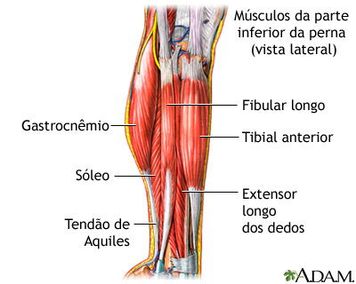 Músculos da parte inferior da perna