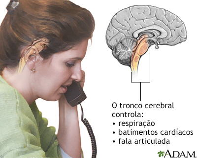 Função do tronco cerebral