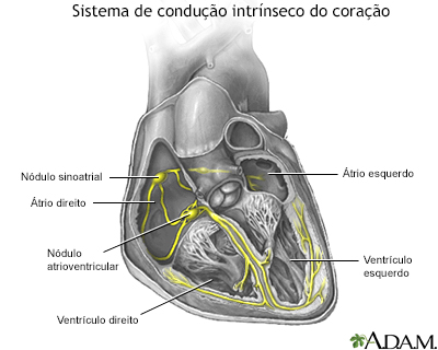 Sistema de condução do coração