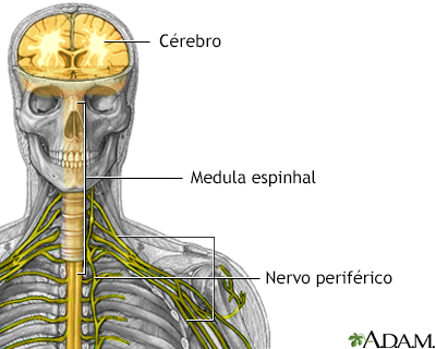 Sistema nervoso