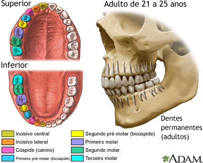 Desenvolvimento da dentição permanente