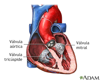 Anatomia normal