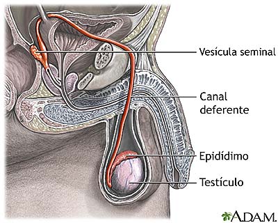 Passagem do espermatozoide