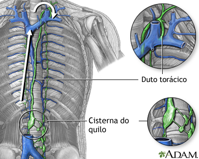 Circulação linfática