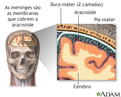 Meninges do cérebro