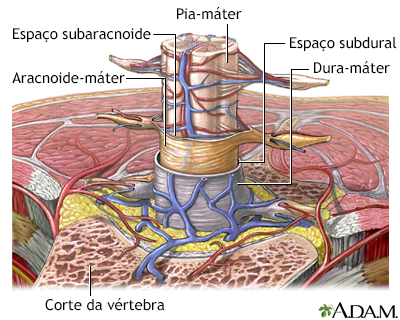 Meninges da espinha