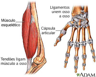 Tendão vs. ligamento