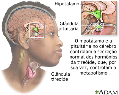 Ligação entre o cérebro e a tireoide