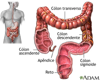 Intestino grosso (cólon)