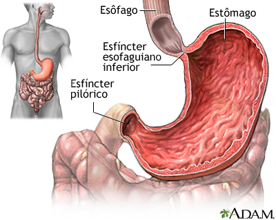 Estômago