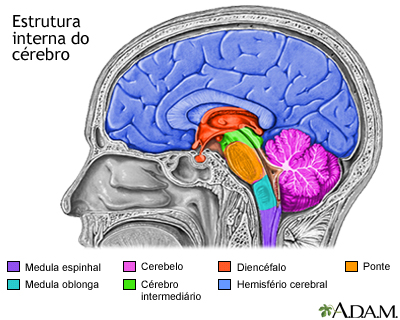 Estruturas cerebrais