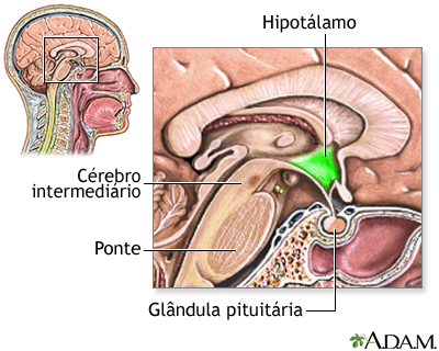 Hipotálamo