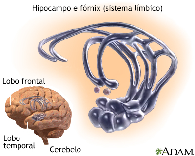 Sistema límbico