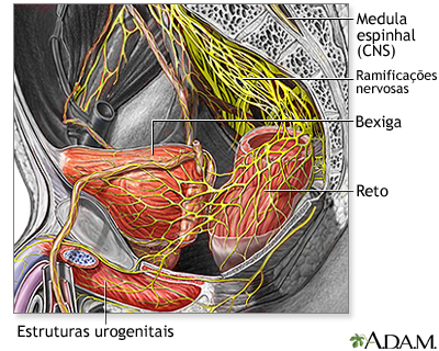 Suprimento nervoso da pelve