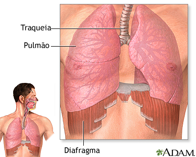 Diafragma e pulmões