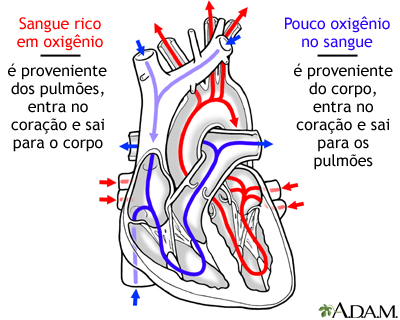 Circulação do sangue pelo coração