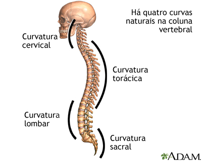 Curvas da coluna vertebral