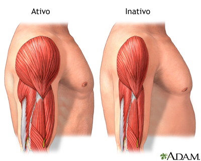 Músculo ativo X músculo inativo