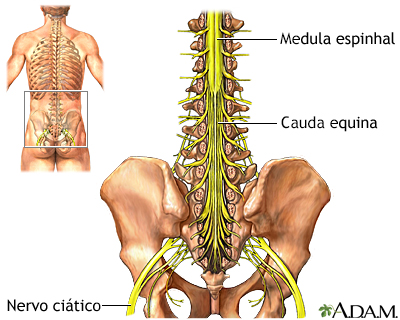 Cauda equina