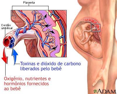 Placenta