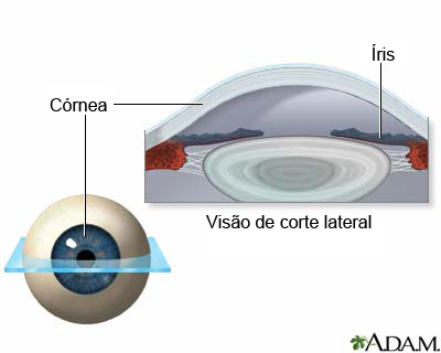 Anatomia normal