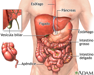 Órgãos abdominais